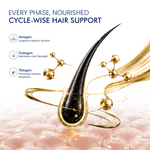 Cycle wise hair growth support diagram showing hair follicle phases