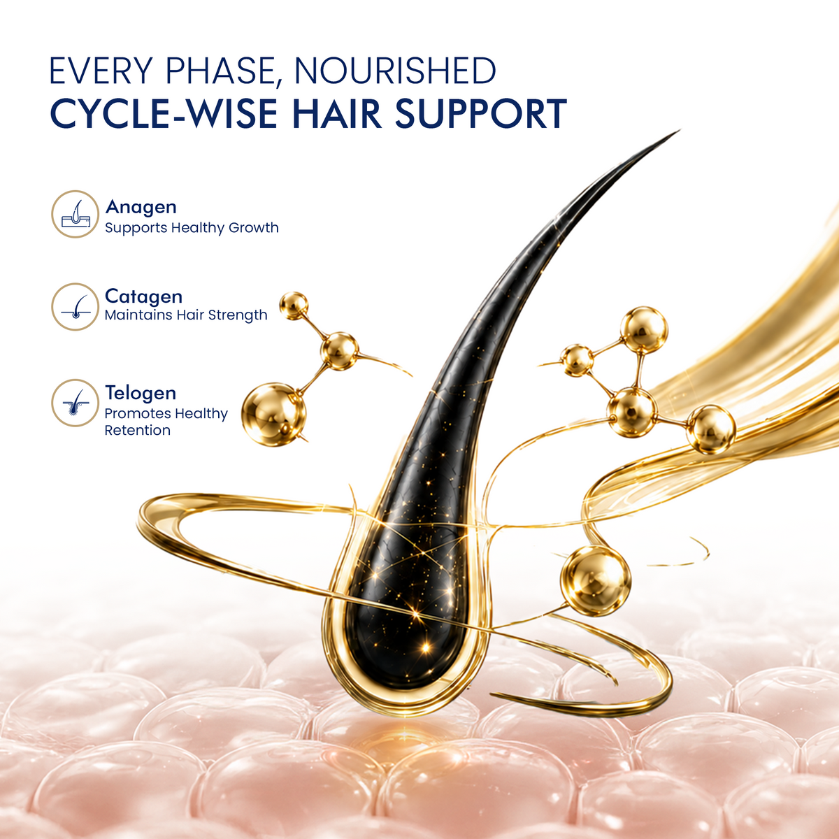 Cycle wise hair growth support diagram showing hair follicle phases